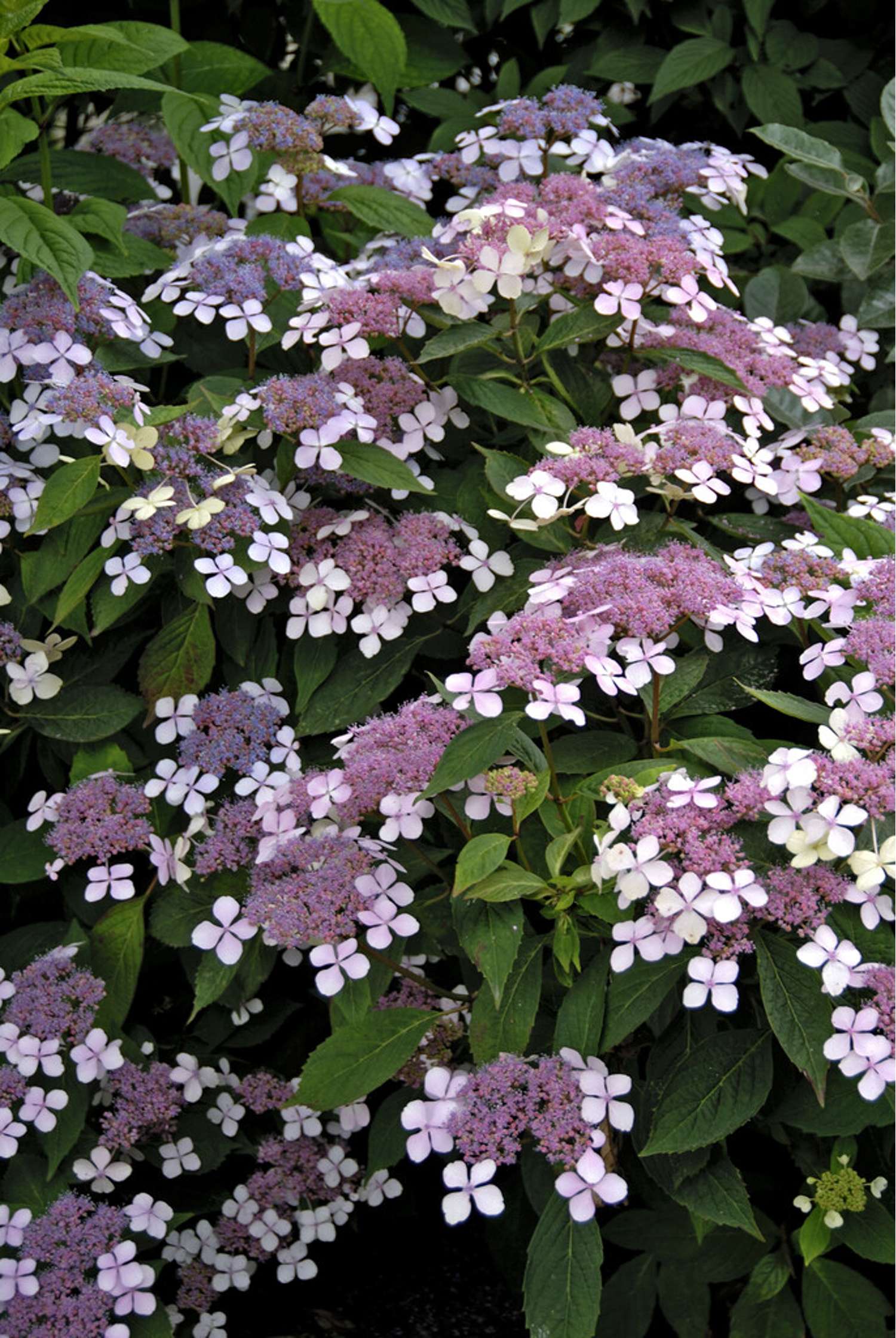 Hortensia 'Bluebird'